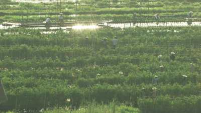 Harvesting, Women on Pirogues