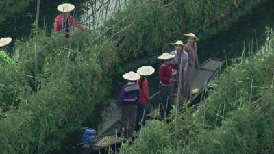 Harvesting, Women on Canoes