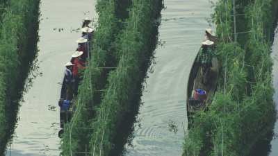 Harvesting, Women on Canoes