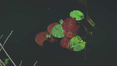 Green and Red Water Lilies