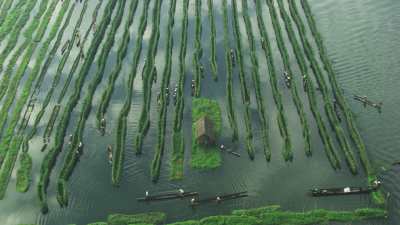 Diving into the harvest, women on dugout canoes