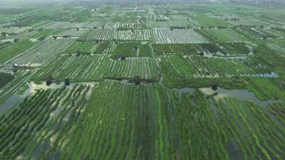 Wide shot of water crops