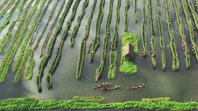 Wide shot of water-based crops and dugout canoes